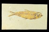 Fossil Fish (Knightia) - Wyoming #144189-1